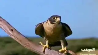 Faucon Vs Pigeon  / Le faucon et le Pigeon