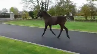 Plot Blue colt 2016 nh1