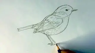Sparrow drawing easy method used circle  ￼