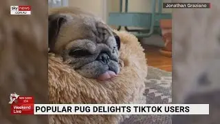 Popular pug delights TikTok users