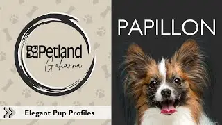 Papillon Breed Facts