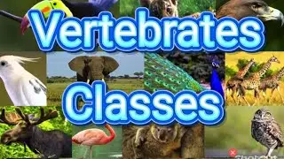 O-Level Biology Classification | Five Classes of Vertebrates Explained | GCSE/IGCSE Exam Revision
