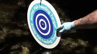 Archerfish Target Practice With Vitalis Pellets