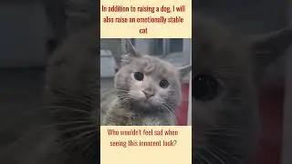 How I Tamed the Most Resilient Stray Cat &ndash; A Heartwarming Story 😻