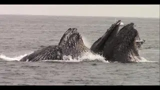 7.16.18 Lunge Feeding Humpback Whales & Blue Whale