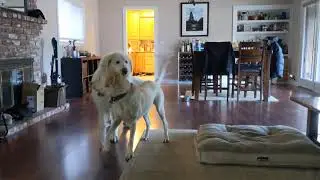 Dogs Wrestling 3/6/2021