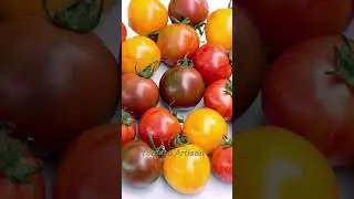 Top 3 Vegetable Seeds for Beginners | Grow Peppers, Tomatoes & Chillies at Home (South Africa)