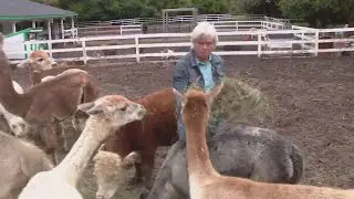Suburban farm offers unique camping experience