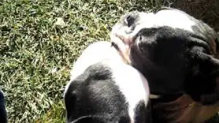 Boston Terriers Love to Relax in the Sun! Such Fun!