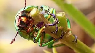 Golden Green Stag Beetle - Lamprima aurata