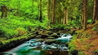 Mind relax music Nature Forest shooting sounds Stress relief music