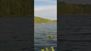 птица чайка купается