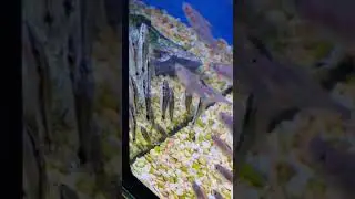Dwarf suckermouth otto fish dwarf suckers otos catfish #shorts #viral #short