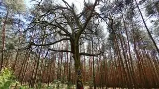 Mystkowice Małe [gm. Łowicz / pow. łowicki]
