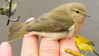 Iberian Chiffchaff is a small, insectivorous songbird found primarily in the Iberian Peninsula