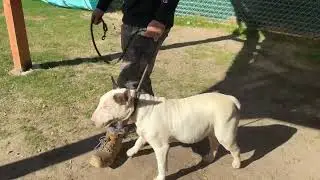ASPEN THE BULL TERRIER