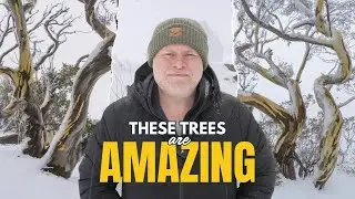 How To Photograph Trees In The Snow: Landscape Photography Tips