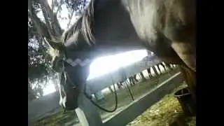 Horse with very bad feet.