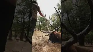 Monster bull 400+ inches #lifetimehunts #bull #bull #film #sitkagear  #biggamehunting