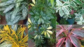 8 Folhagens Lindas Coloridas & De F&aacute;cil Cultivo