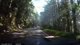 Light through the trees