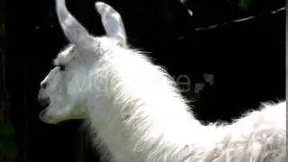 Beautiful Action of Animal: White Llama Chewing Grass Closeup. Slow Motion.