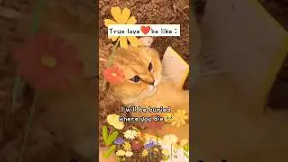 #love #sad #cat #dog #story #friends #family Miss cat and Mr dog❤️