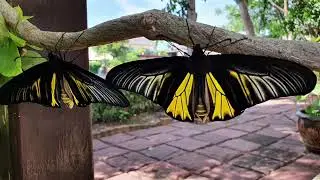 Amazing Golden Birdwing Butterfly@ Firsttimebyncn