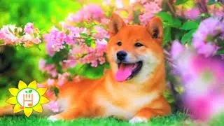 Adorable Baby Animals - Relaxing Work & Meditation Music 🐕 #short #viralvideo #relaxingmusic