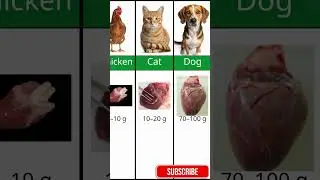 Heart size in world | data comprison | 2025