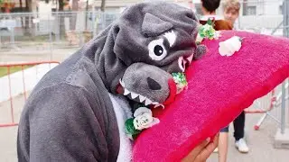 Polar bears in beds of roses 8&ordm;B AEQC