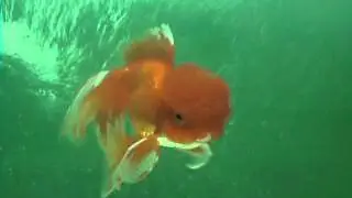 Oranda reproductor importado