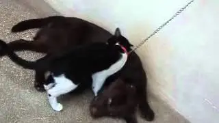 pootchie and blackie..❤❤