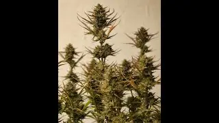Day 65 Gorilla Candy,  THC Bomb,  Juicy Zkittlez Auto Grow