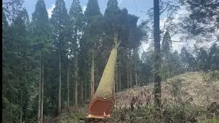 林業歴15年　プロの伐採　　　　　#林業 #forestry #forest #deforestation #wood #japan #felling #chainsaw #chainsawman