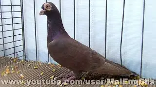 Pigeon Caroncul&eacute; Polonais - Polish Wattle Pigeon - Polnische Warzentaube