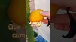 E pra quem n&atilde;o conhece este &eacute; o #fruto do #cacto #mandacaru &eacute; de #comer uma#delicia #exotic #explore