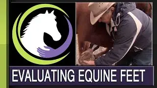 Equitopia Presents: Evaluating Equine Feet with Farrier Michael DeLeonardo