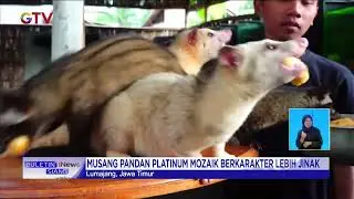 Musang Pandam Platinum Mozaik Berharga Puluhan Juta Cocok Jadi Peliharaan #BuletiniNewsSiang 01/09