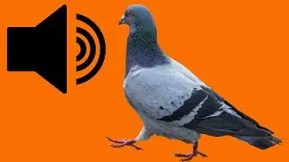 Pigeon - Sound Effect - Royalty Free Background Video.