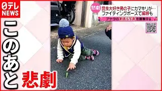 【突如攻撃】昆虫大好き男の子にカマキリが&hellip;