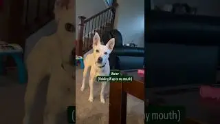 This right here proves that dogs can communicate back using their body language ❤️