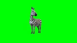 Top free hd green screen animals