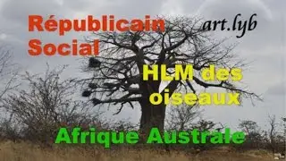 Oiseaux 