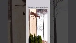 Deer Jumps Off Building #deer #wildlife #animal #animals #animalshorts #wholesome #fails #memesdaily
