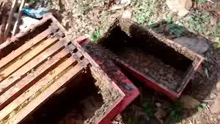 Transferindo o enxame do n&uacute;cleo para o ninho 🐝