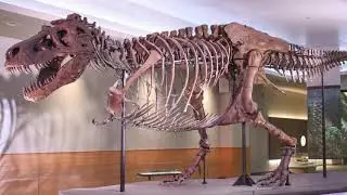 Dinosaurs, the Expanding Earth, the Mayan Calendar, and Much More.