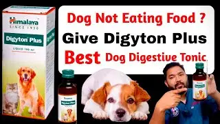 digyton plus for dogs || digyton plus for dogs uses | Digyton plus for puppy | dog digestive syrup |