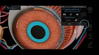Inside the Human Eye (3D Animation)