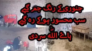 sub mehsur ho gay |#pets #shanpetpaltu #villagelife